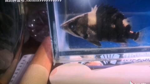 黑缸里的虎魚都蒙眼：黑缸養虎魚會導致虎魚的眼睛看起來像蒙眼嗎？