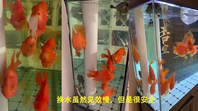 大型魚缸怎么養水