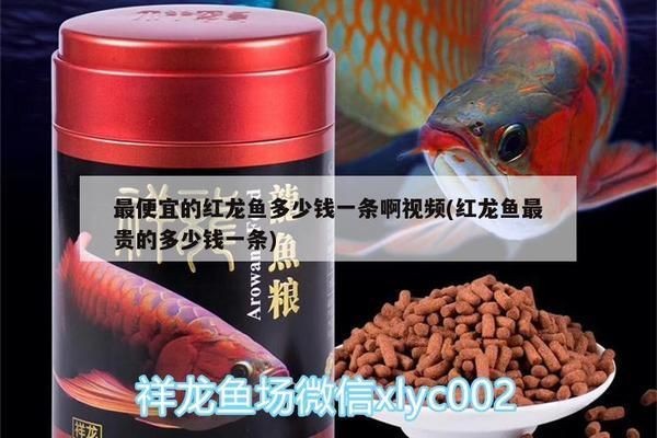 最便宜的紅龍魚是什么魚啊：最便宜的紅龍魚價格是多少