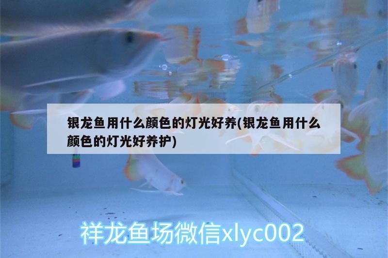 銀龍魚用什么顏色的燈光好養(銀龍魚用什么顏色的燈光好養護)