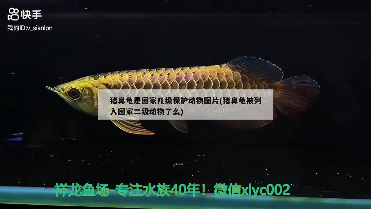 豬鼻龜是國家?guī)准壉Ｗo(hù)動(dòng)物圖片(豬鼻龜被列入國家二級動(dòng)物了么)