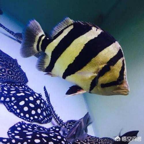 虎魚多久可以適應新環境：印尼虎魚多久可以適應新環境