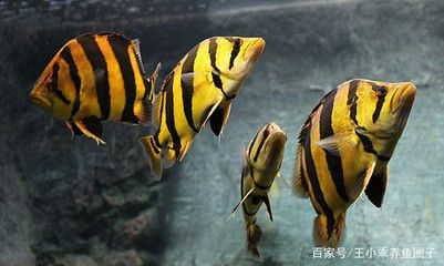 虎魚多久可以適應新環境：印尼虎魚多久可以適應新環境