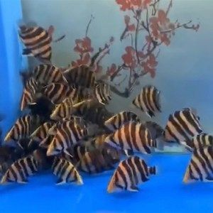 印尼虎魚不吃食怎么辦：對于印尼虎魚不吃食的情況