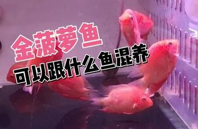 如何選擇混養伴侶魚種，混養伴侶魚種時需要考慮多個因素以確保魚缸的和諧與魚類的健康
