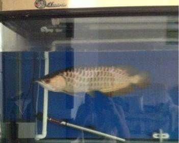 石家莊龍魚vs祥龍魚場（“石家莊龍魚”與“祥龍魚場”的區(qū)別）