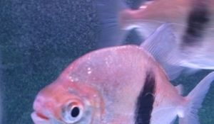 石家莊龍魚vs祥龍魚場（“石家莊龍魚”與“祥龍魚場”的區(qū)別）