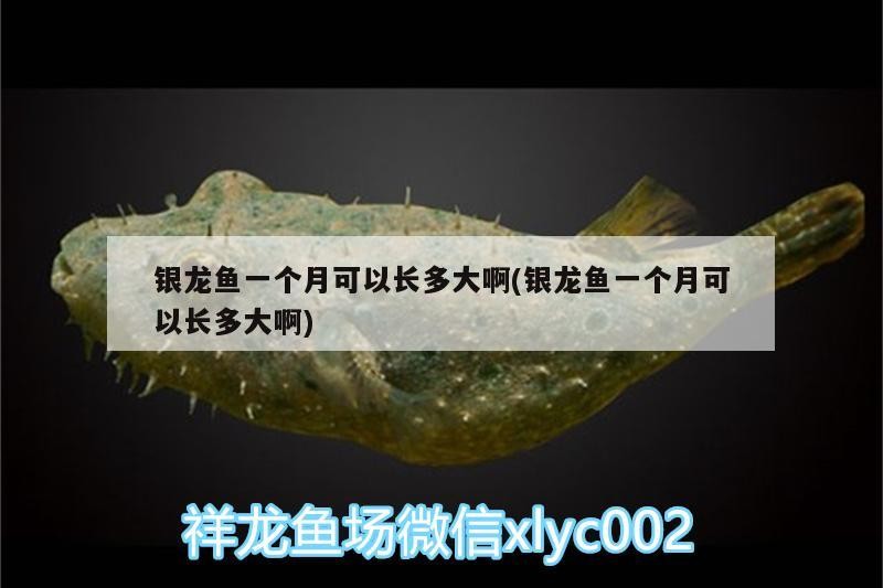 銀龍魚一個月可以長多大啊(銀龍魚一個月可以長多大啊)