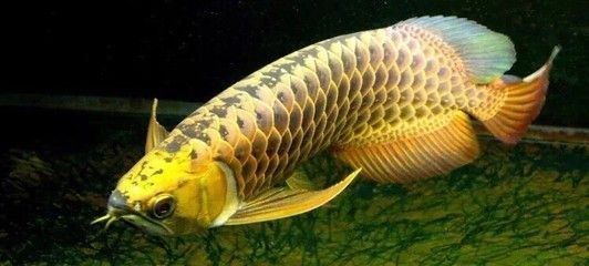 龍魚受驚嚇后的表現是什么