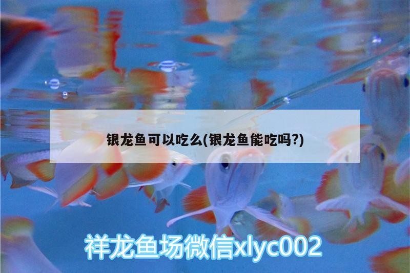 銀龍魚可以吃么(銀龍魚能吃嗎?)