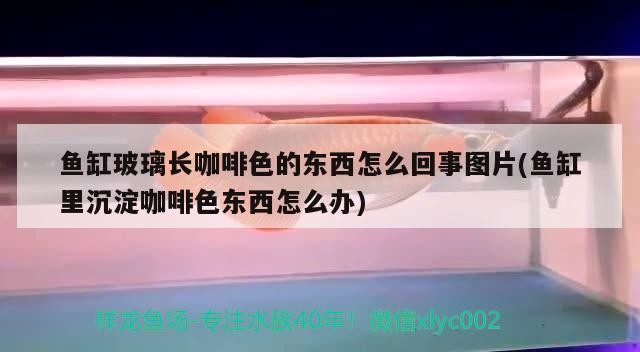 魚缸玻璃長咖啡色的東西怎么回事圖片(魚缸里沉淀咖啡色東西怎么辦)