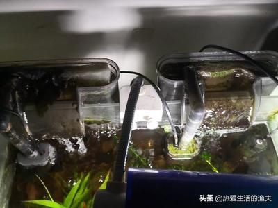 不用過濾魚缸：不使用過濾器的養(yǎng)魚方法