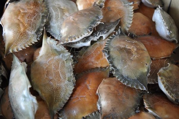 喂養(yǎng)龍魚死了能吃嗎vs祥龍魚場：喂養(yǎng)龍魚后其尸體是否可以食用祥龍魚場評價查詢觀賞魚疾病預防指南