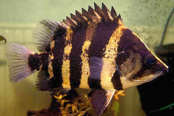 三文太虎魚：“三文太虎魚”的飼養方法和注意事項
