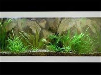 大型觀賞魚缸推薦：大型觀賞魚缸養殖注意事項推薦森森(sunsun)