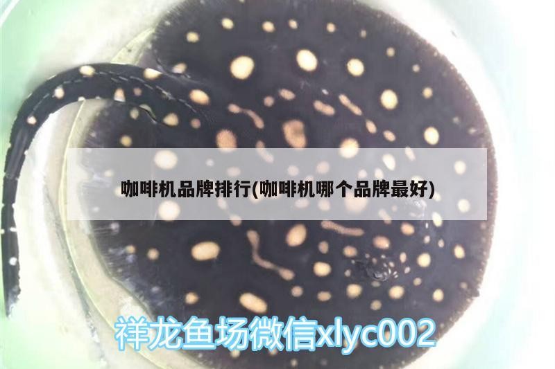 咖啡機品牌排行(咖啡機哪個品牌最好)