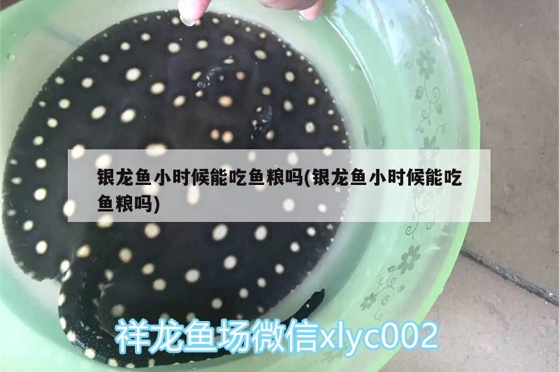 銀龍魚小時候能吃魚糧嗎(銀龍魚小時候能吃魚糧嗎)