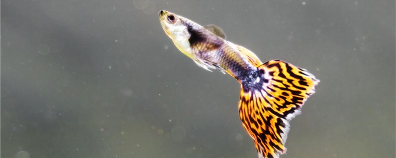 養孔雀魚晚上要關燈嗎有哪些注意事項
