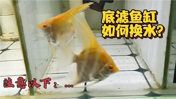 大魚缸換水怎么換的視頻：大魚缸換水正確的換水方法可以保證魚兒的健康和水質(zhì)的清潔