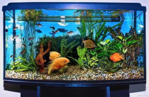 大魚缸換水怎么換的視頻：大魚缸換水正確的換水方法可以保證魚兒的健康和水質(zhì)的清潔
