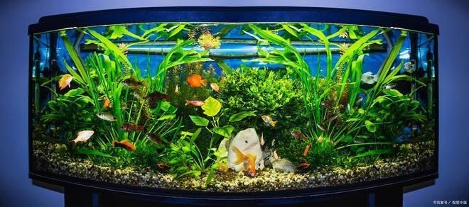 大魚缸換水怎么換的視頻：大魚缸換水正確的換水方法可以保證魚兒的健康和水質(zhì)的清潔