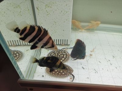 魟魚靜止狀態下的養護：魟魚在靜止狀態下的養護要點