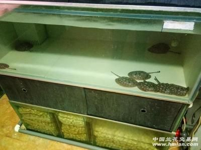 魟魚靜止狀態下的養護：魟魚在靜止狀態下的養護要點