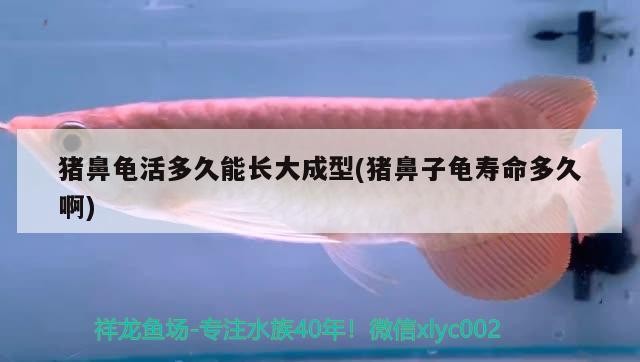 豬鼻龜活多久能長大成型(豬鼻子龜壽命多久啊)