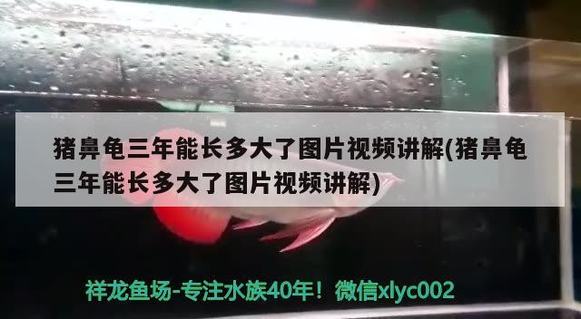 豬鼻龜三年能長多大了圖片視頻講解(豬鼻龜三年能長多大了圖片視頻講解)