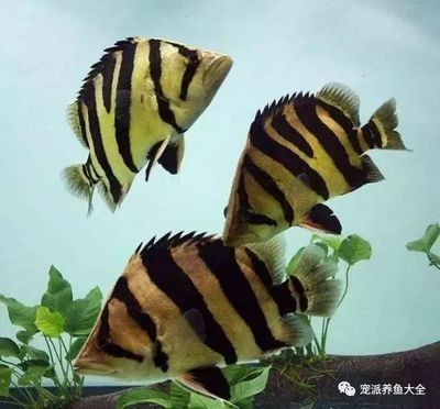 印尼虎魚發黑：印尼虎魚為什么會發黑