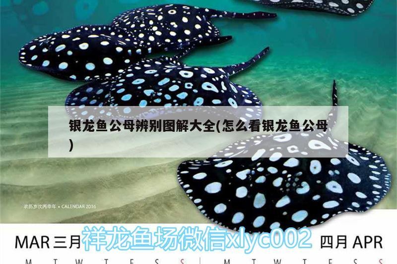 銀龍魚(yú)公母辨別圖解大全(怎么看銀龍魚(yú)公母)