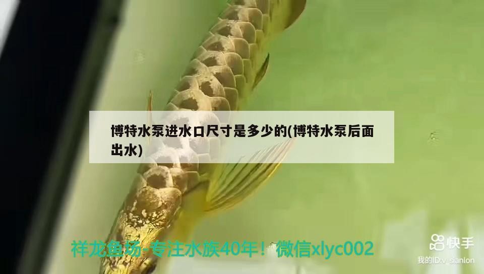 博特水泵進水口尺寸是多少的(博特水泵后面出水) 博特水泵進水口尺寸是多少的(博特水泵后面出水) 博特水族