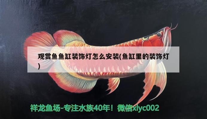 龍魚長斑點了是怎么回事vs祥龍魚場：祥龍魚場的龍魚品種及種龍魚日常護理要點