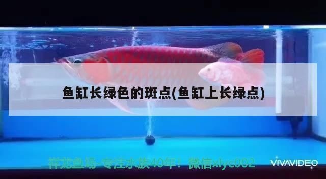 龍魚長斑點了是怎么回事vs祥龍魚場：祥龍魚場的龍魚品種及種龍魚日常護理要點