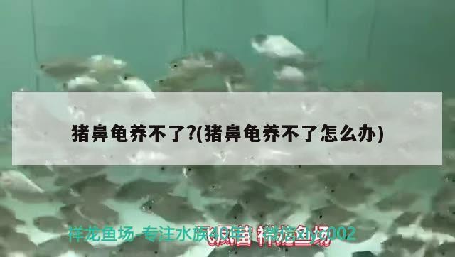 豬鼻龜養不了?(豬鼻龜養不了怎么辦)