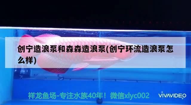 創寧造浪泵和森森造浪泵(創寧環流造浪泵怎么樣)