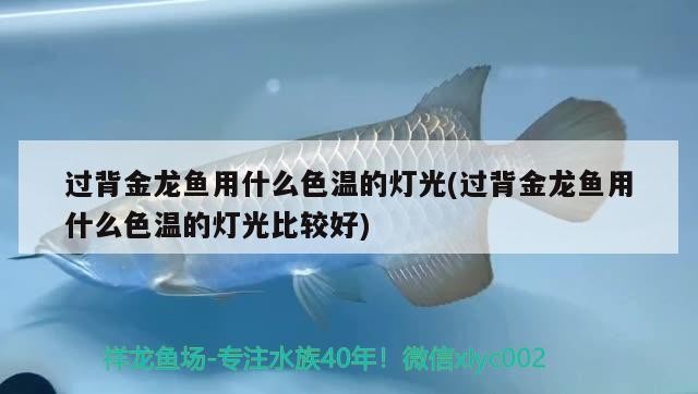 過背金龍魚用什么色溫的燈光(過背金龍魚用什么色溫的燈光比較好)