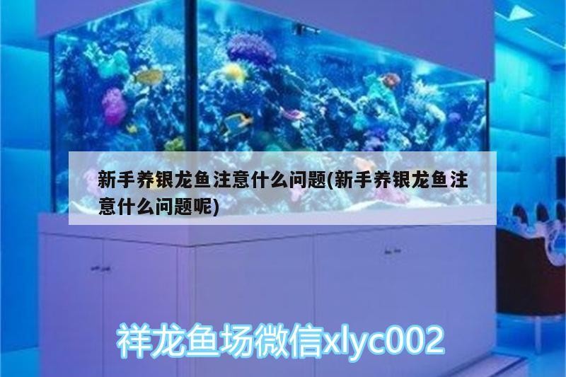 新手養(yǎng)銀龍魚注意什么問題(新手養(yǎng)銀龍魚注意什么問題呢)
