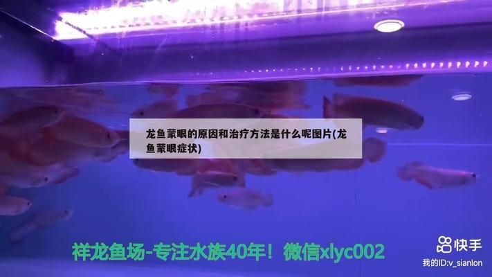 龍魚蒙眼用青霉素可以嗎vs祥龍魚場：青霉素治療龍魚蒙眼病