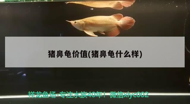 豬鼻龜價值(豬鼻龜什么樣)