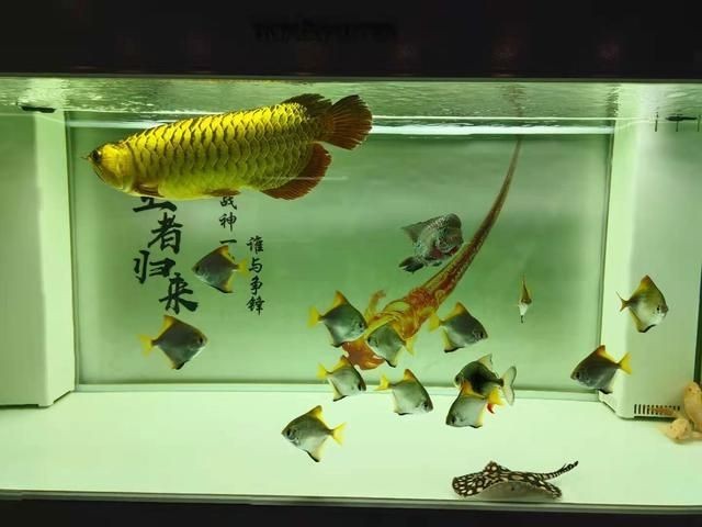 魟魚怎么看狀態(tài)好不好：判斷魟魚的狀態(tài)好壞需要從以下幾個(gè)方面進(jìn)行考慮