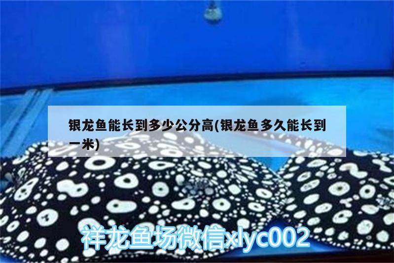 銀龍魚能長到多少公分高(銀龍魚多久能長到一米)