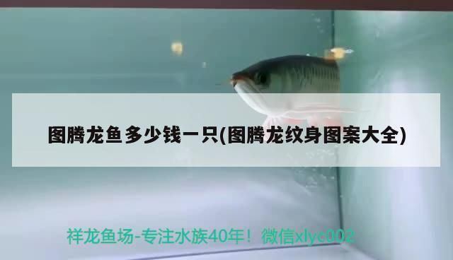 紅龍魚(yú)紋身圖案