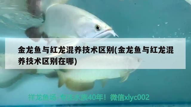 紅龍魚紋身圖案