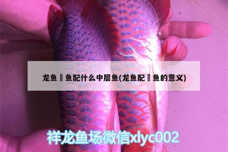 咖啡豆買什么品牌(咖啡豆買什么牌子) 咖啡豆買什么品牌(咖啡豆買什么牌子) 馬來西亞咖啡 第1張