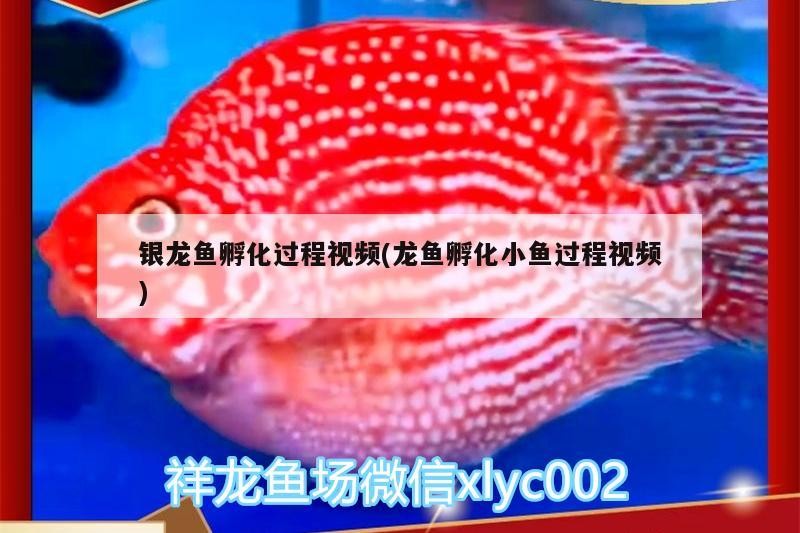 銀龍魚孵化過程視頻(龍魚孵化小魚過程視頻)