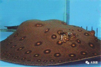 魟魚孕期環境變化影響：研究探討[需手動填充]魚孕期環境變化對其生理和行為特征的影響
