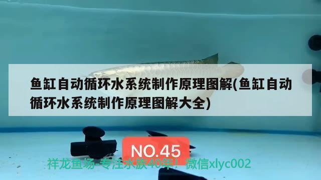 魚缸里的青苔對魚有危害嗎圖片
