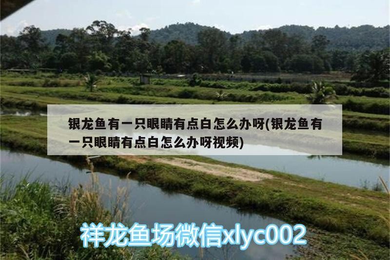 銀龍魚有一只眼睛有點(diǎn)白怎么辦呀(銀龍魚有一只眼睛有點(diǎn)白怎么辦呀視頻)