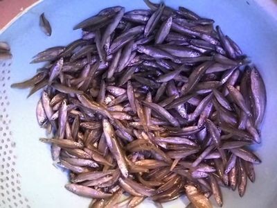 紅龍魚需要定期檢疫嗎：關于紅龍魚定期檢疫的介紹